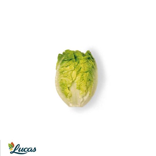 LECHUGA COGOLLO P-3U